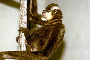 Yellow-cheeked crested gibbon
(Nomascus gabriellae)