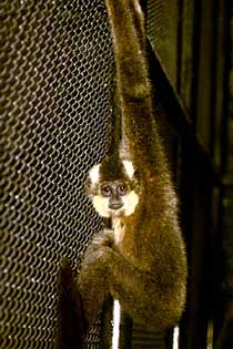 Yellow-cheeked crested gibbon
(Nomascus gabriellae)