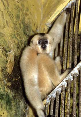 Yellow-cheeked crested gibbon
(Nomascus gabriellae)