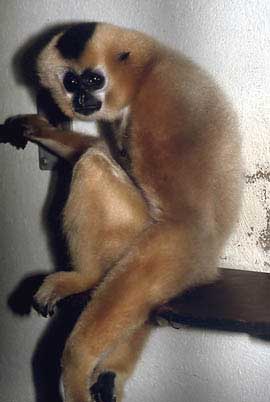 Yellow-cheeked crested gibbon
(Nomascus gabriellae)