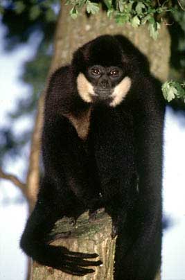 Yellow-cheeked crested gibbon
(Nomascus gabriellae)