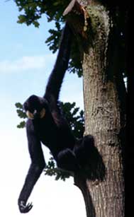 Yellow-cheeked crested gibbon
(Nomascus gabriellae)