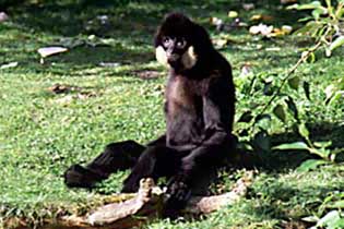 Yellow-cheeked crested gibbon
(Nomascus gabriellae)