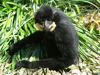 Yellow-cheeked crested gibbon
(Nomascus gabriellae)