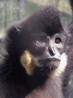 Yellow-cheeked crested gibbon
(Nomascus gabriellae)