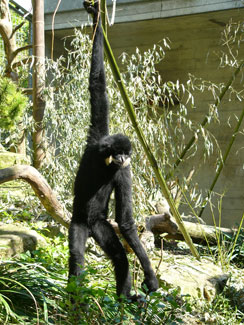 Yellow-cheeked crested gibbon
(Nomascus gabriellae)