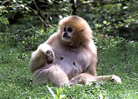 Southern white-cheeked crested gibbon
(Nomascus siki)