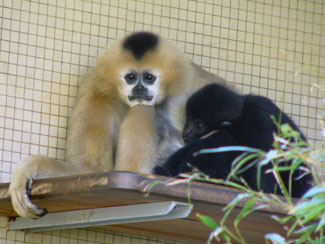 Southern white-cheeked crested gibbon
(Nomascus siki)