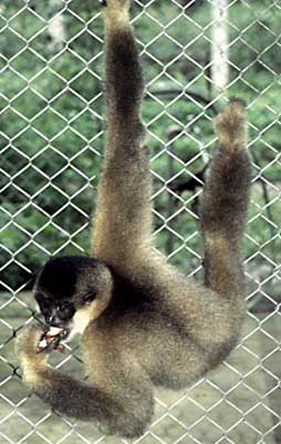 Southern white-cheeked crested gibbon
(Nomascus siki)