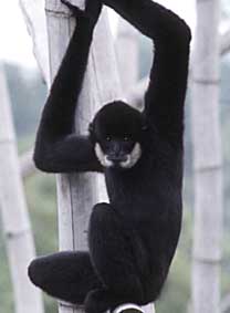 Southern white-cheeked crested gibbon
(Nomascus siki)