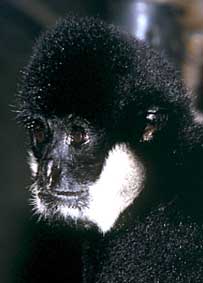 Southern white-cheeked crested gibbon
(Nomascus siki)