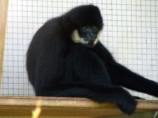 Southern white-cheeked crested gibbon
(Nomascus siki)