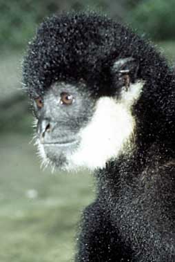 Southern white-cheeked crested gibbon
(Nomascus siki)