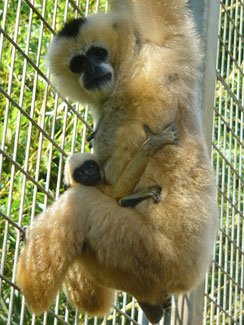 Northern white-cheeked crested gibbon
(Nomascus leucogenys)