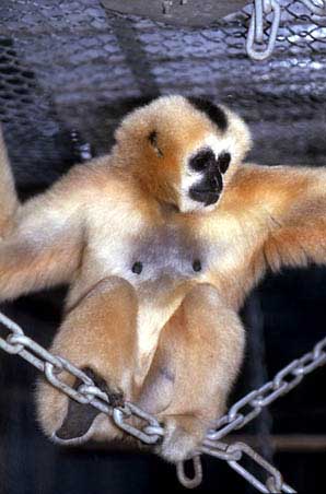 Northern white-cheeked crested gibbon
(Nomascus leucogenys)