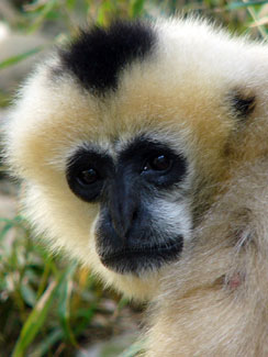 Northern white-cheeked crested gibbon
(Nomascus leucogenys)