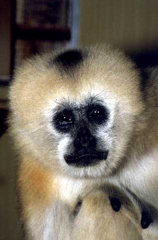 Northern white-cheeked crested gibbon
(Nomascus leucogenys)