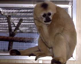 Northern white-cheeked crested gibbon
(Nomascus leucogenys)