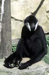 Northern white-cheeked crested gibbon
(Nomascus leucogenys)