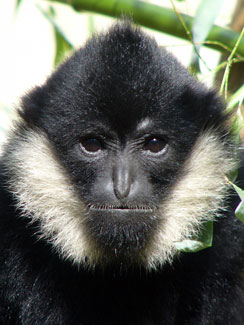 Northern white-cheeked crested gibbon
(Nomascus leucogenys)