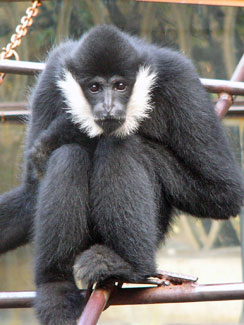 Northern white-cheeked crested gibbon
(Nomascus leucogenys)