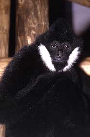 Northern white-cheeked crested gibbon
(Nomascus leucogenys)