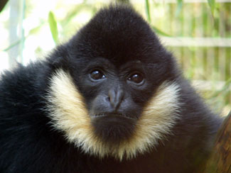 Northern white-cheeked crested gibbon
(Nomascus leucogenys)