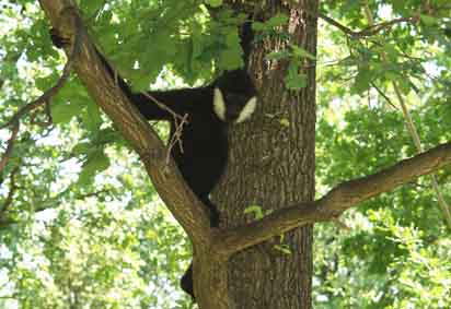 Northern white-cheeked crested gibbon
(Nomascus leucogenys)