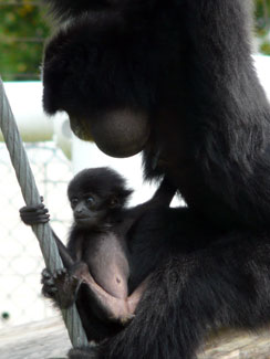 Siamang (Symphalangus syndactylus)