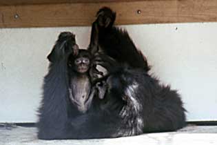 Siamang (Symphalangus syndactylus)