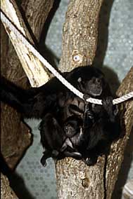 Siamang (Symphalangus syndactylus)