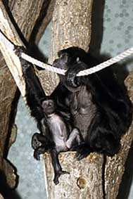 Siamang (Symphalangus syndactylus)