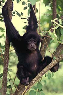 Siamang (Symphalangus syndactylus)