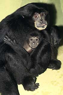 Siamang (Symphalangus syndactylus)