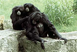 Siamang (Symphalangus syndactylus)