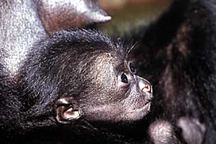 Siamang (Symphalangus syndactylus)