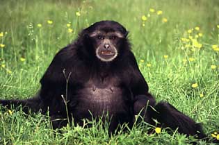 Siamang (Symphalangus syndactylus)