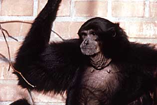 Siamang (Symphalangus syndactylus)