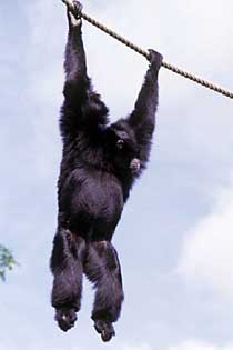 Siamang (Symphalangus syndactylus)