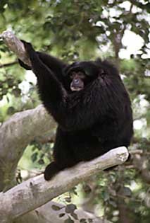 Siamang (Symphalangus syndactylus)