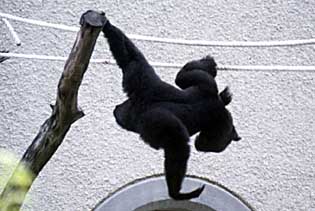 Siamang (Symphalangus syndactylus)