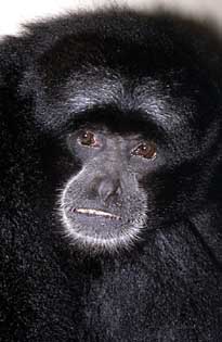 Siamang (Symphalangus syndactylus)