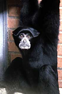 Siamang (Symphalangus syndactylus)