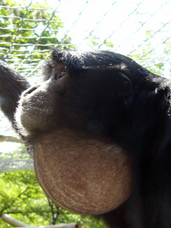 Siamang (Symphalangus syndactylus)