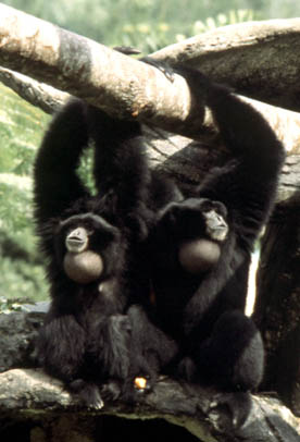 Siamang (Symphalangus syndactylus)