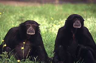 Siamang (Symphalangus syndactylus)