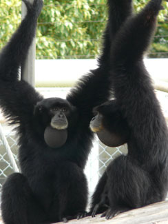 Siamang (Symphalangus syndactylus)