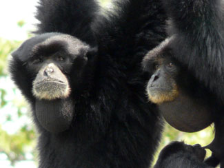 Siamang (Symphalangus syndactylus)