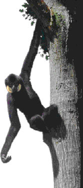 Yellow-cheeked crested gibbon (Nomascus gabriellae) male