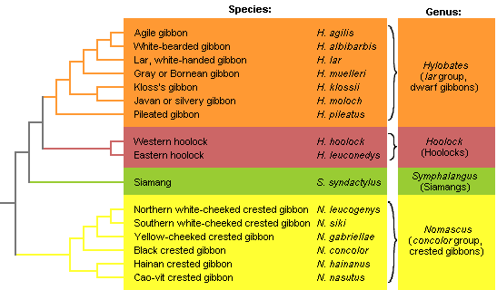 Hylobatidae classification